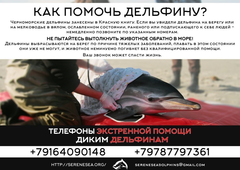Благовещенская Анапа дельфины