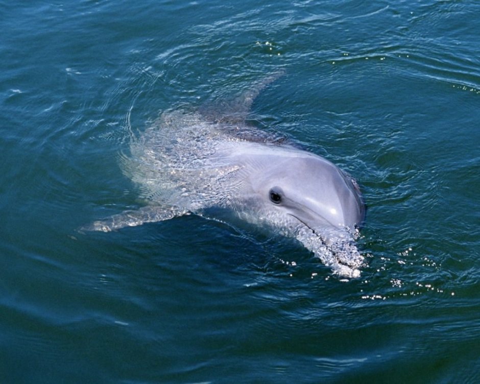 Черное море Анапа дельфины
