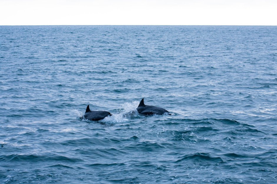 Лазаревское дельфины в море