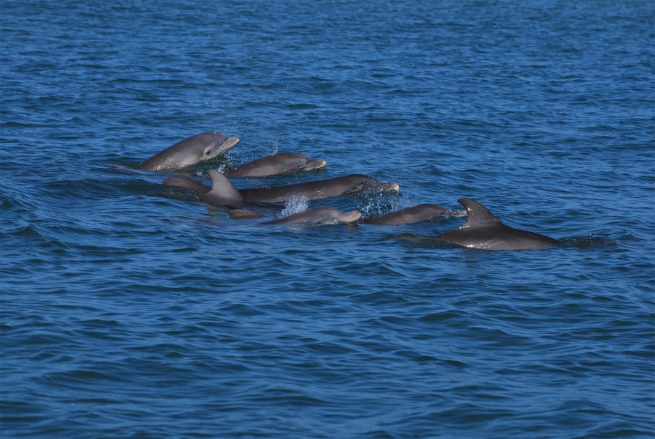 Black Delphin