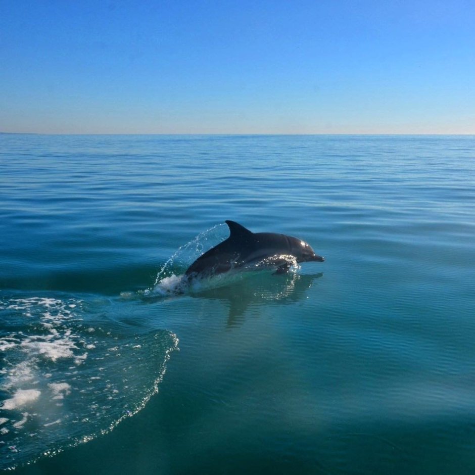 Дельфин в черном море