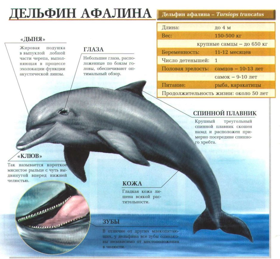 Дельфин в черном море Геленджик