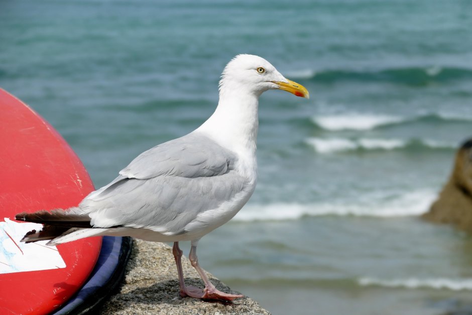 Чайка Seagull