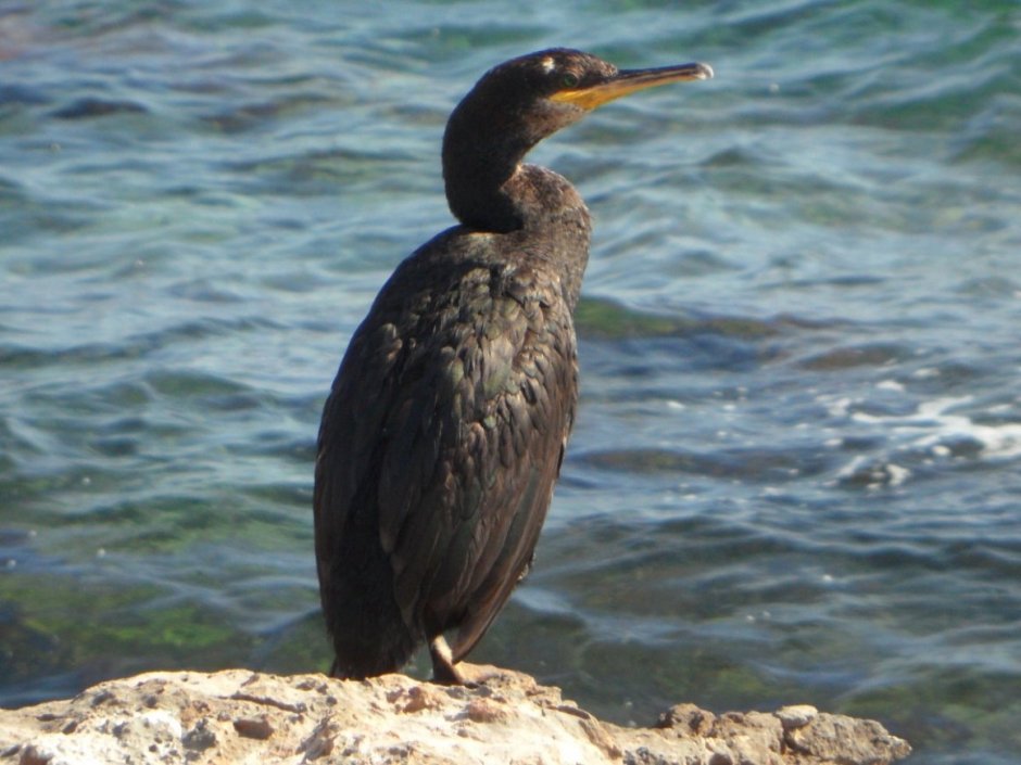 Баклан на Азовском море