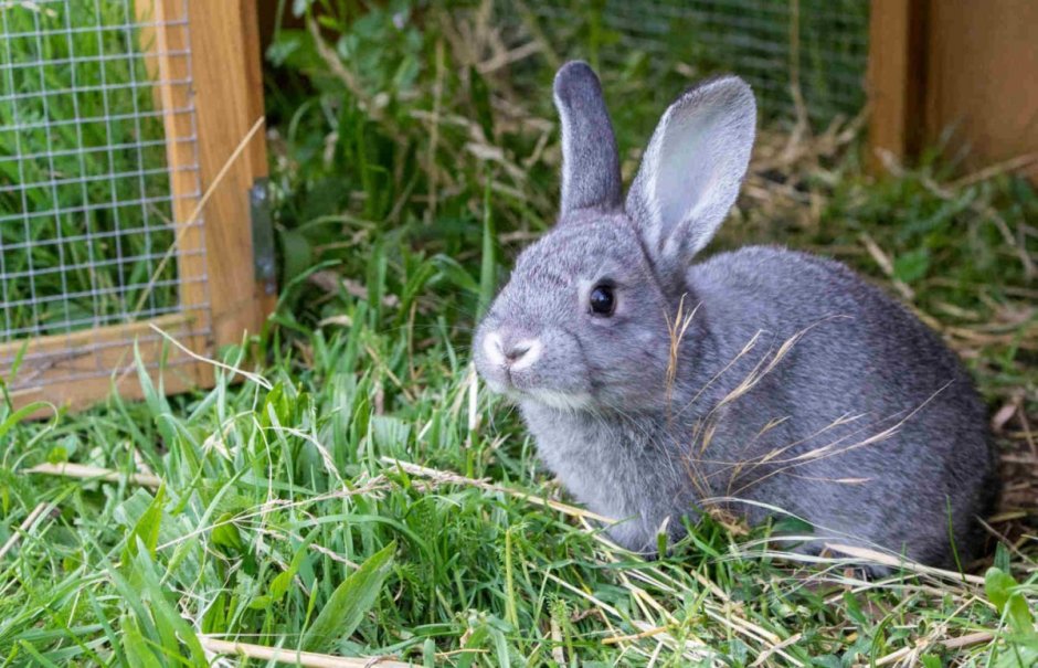 Continental giant Rabbit