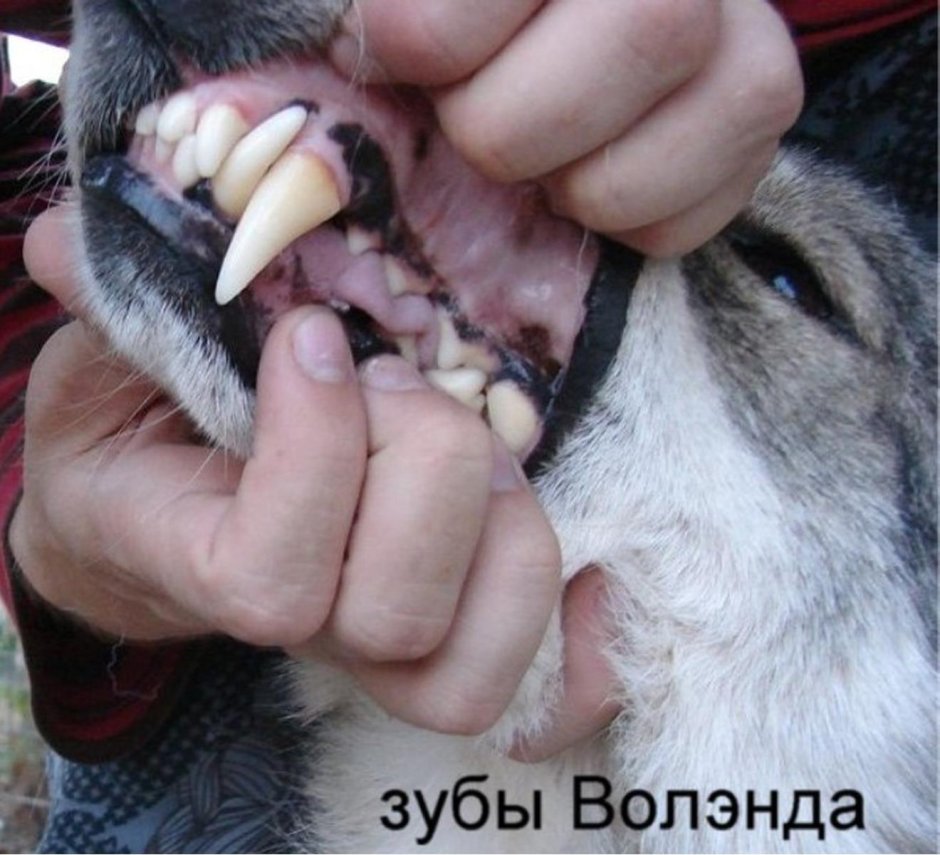 Пасть волка в профиль