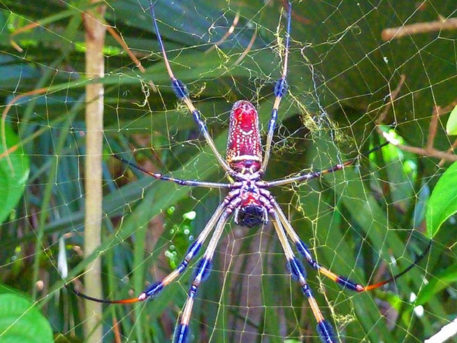 Пауки рода Nephila
