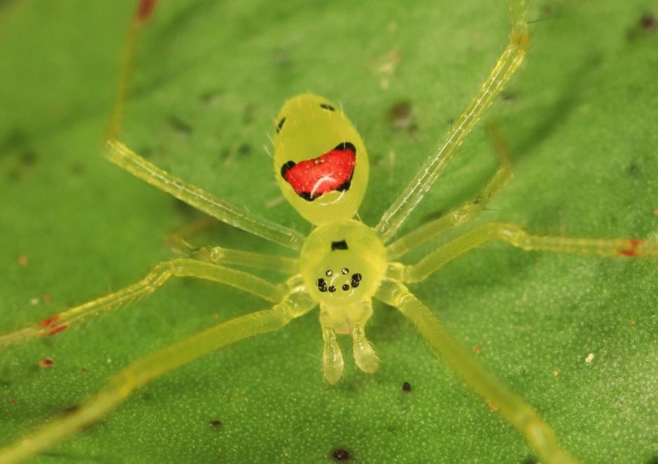 Паук Theridion