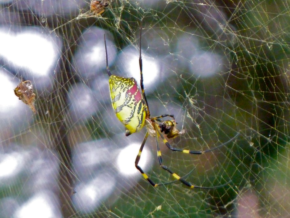 Пауки Nephila clavata