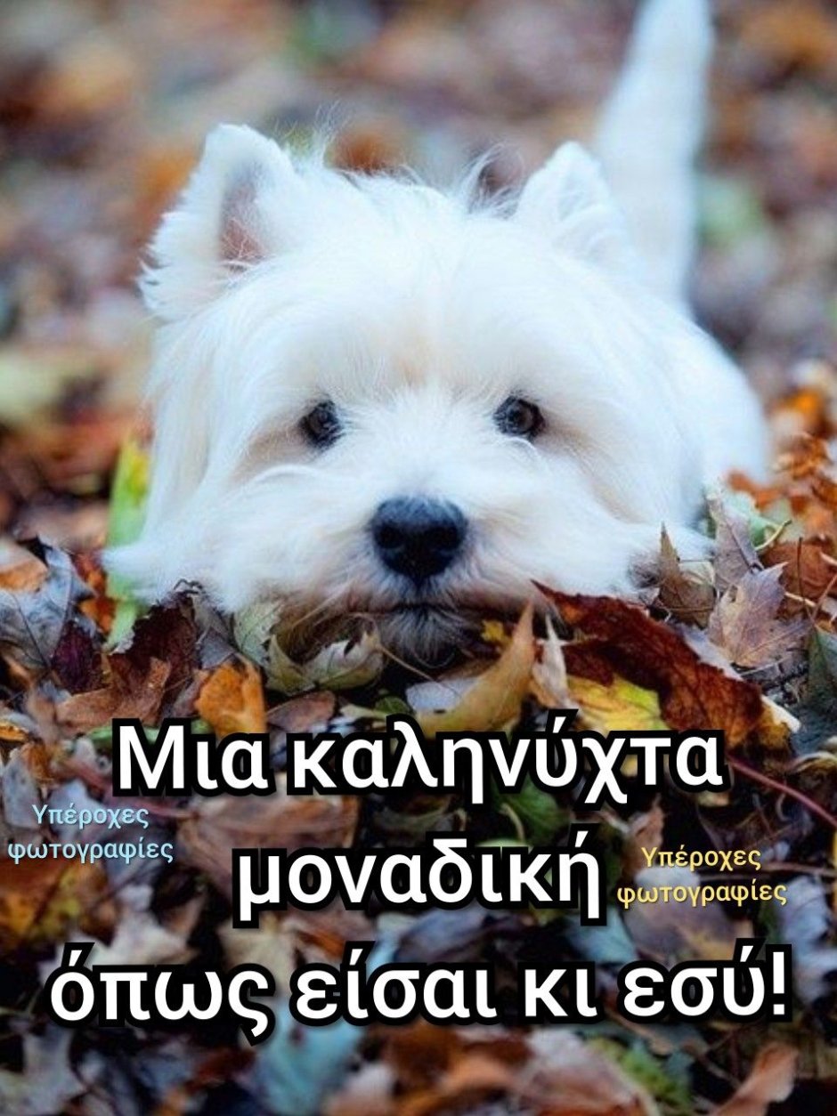 Самоед рыжий