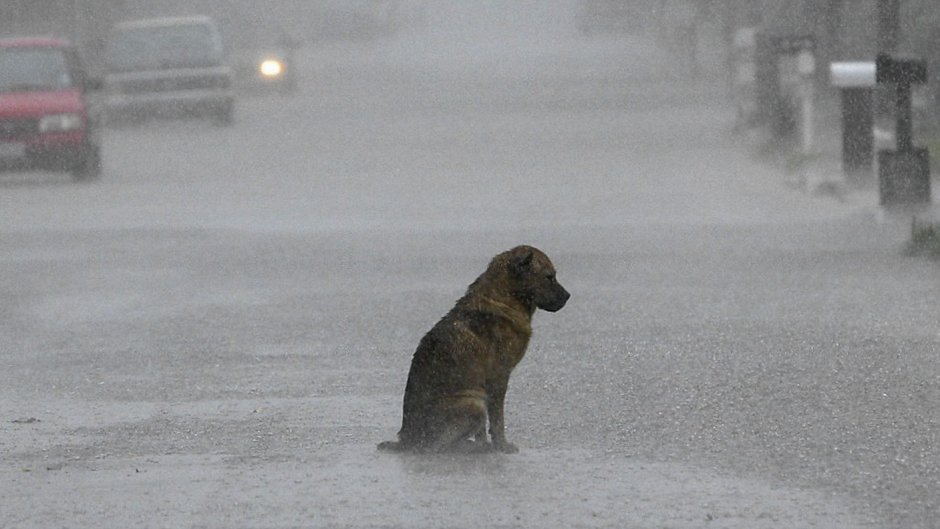 Собака смотрит в окно