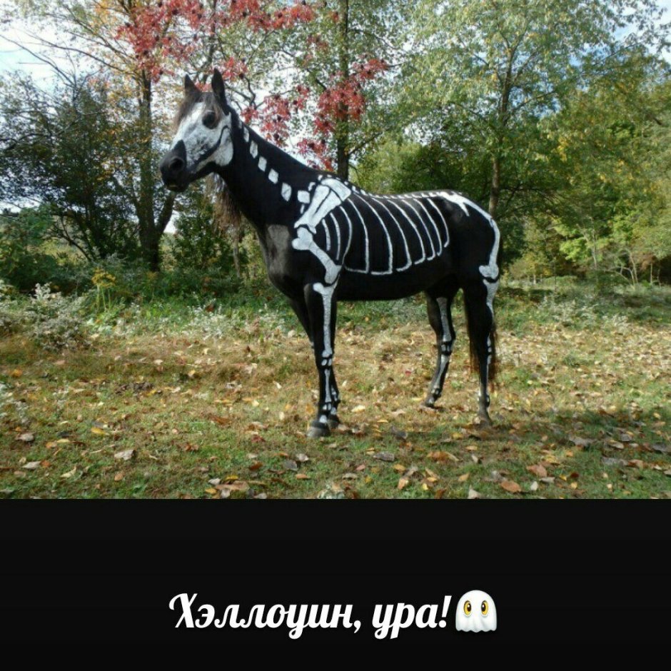 Богатырский конь порода