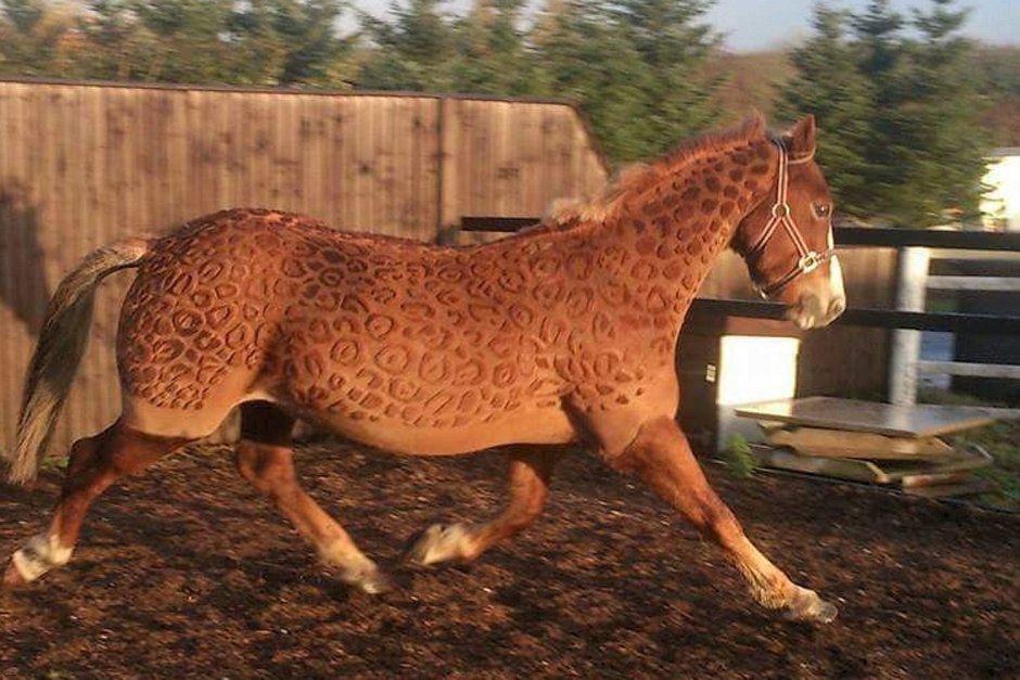Лошадь с ирокезом