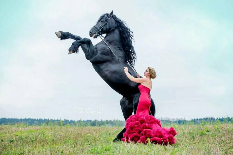 Конь на Олимпийских играх