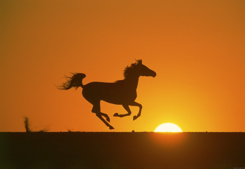 Женщина на белом коне