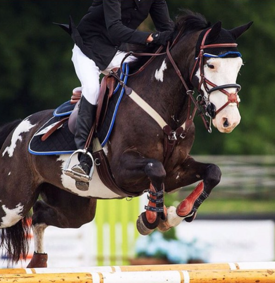 Конкур конный спорт