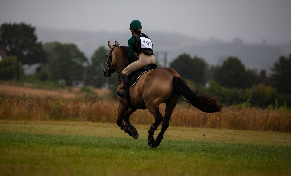 Лошадь на аву