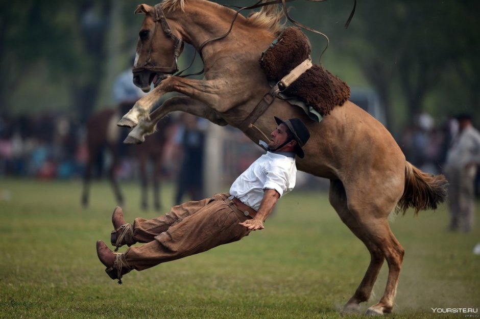 Лошадь на дыбах с наездником