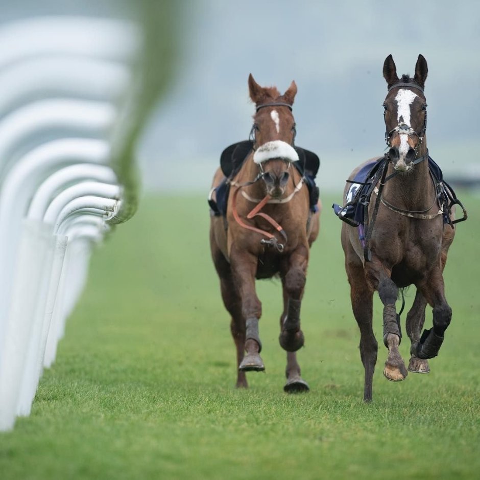 Конь для скачек