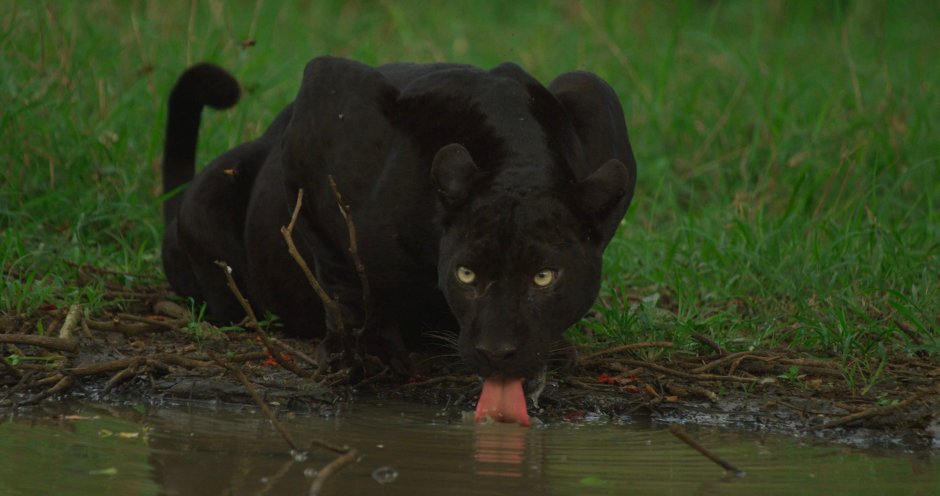 Черная пантера Nat geo Wild