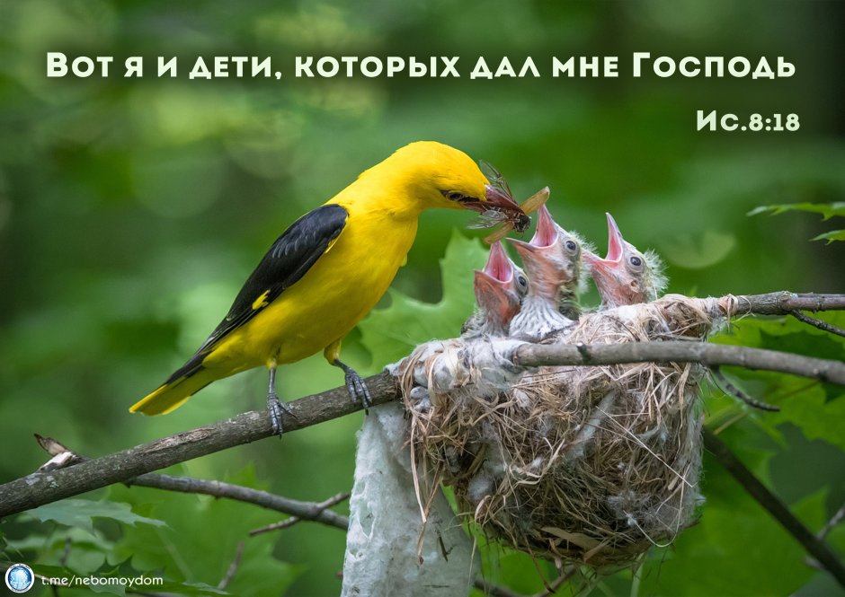 Иволга щегол