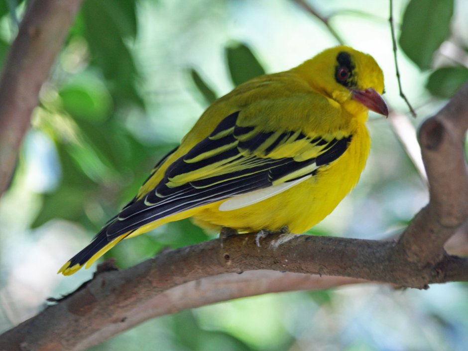 Обыкновенная Иволга Oriolus Oriolus