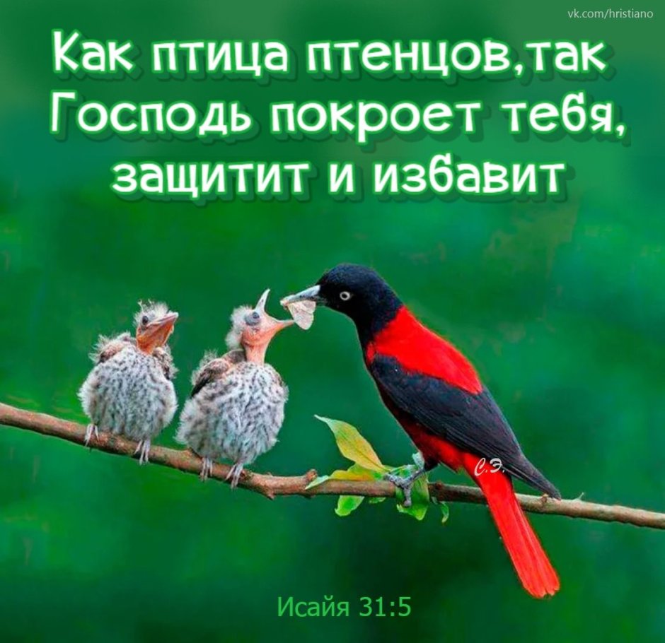 Китайская Иволга