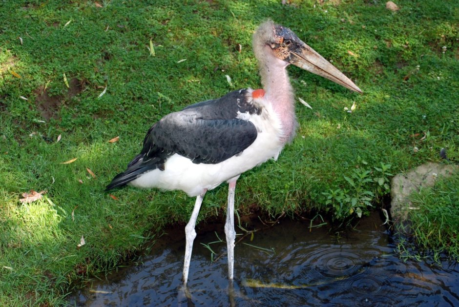 Leptoptilos crumeniferus перевод