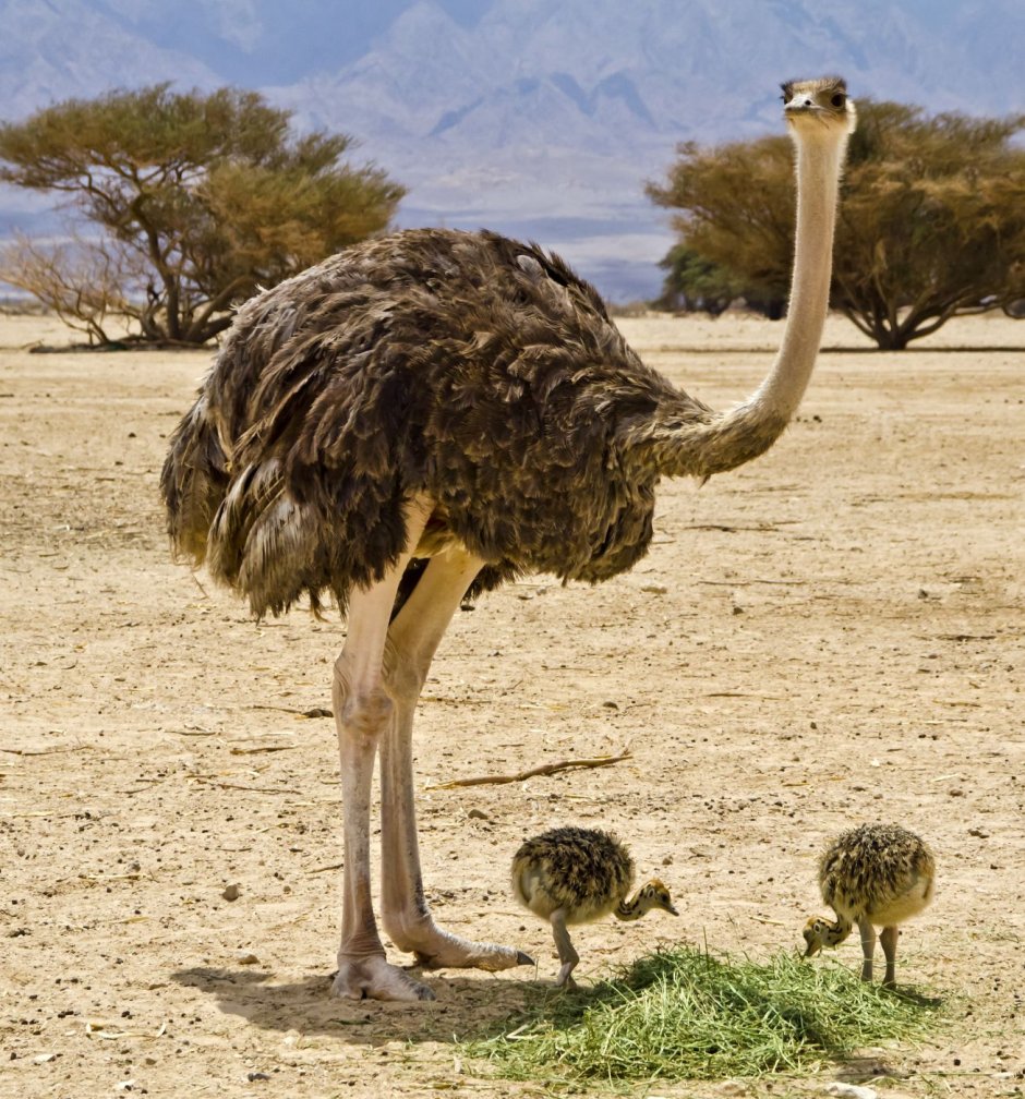 Орлан-Крикун (Haliaeetus vocifer)