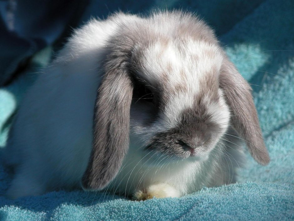 Млекопитающие кролик