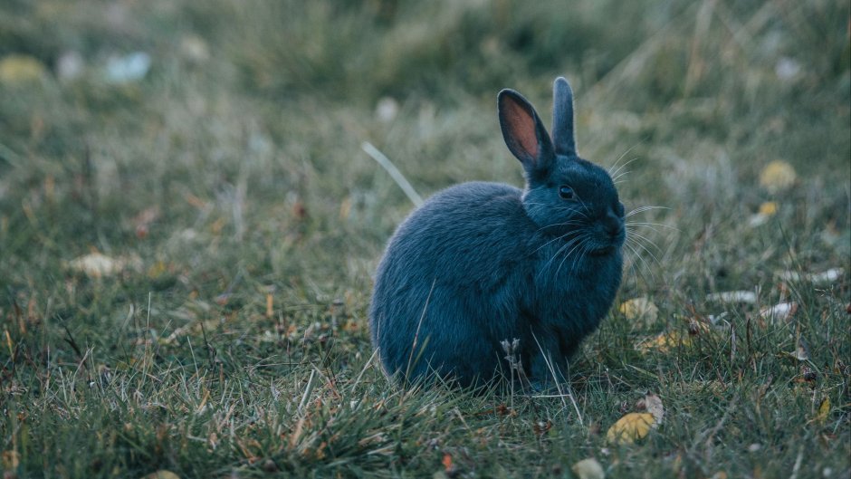 Кролики породы Мардер