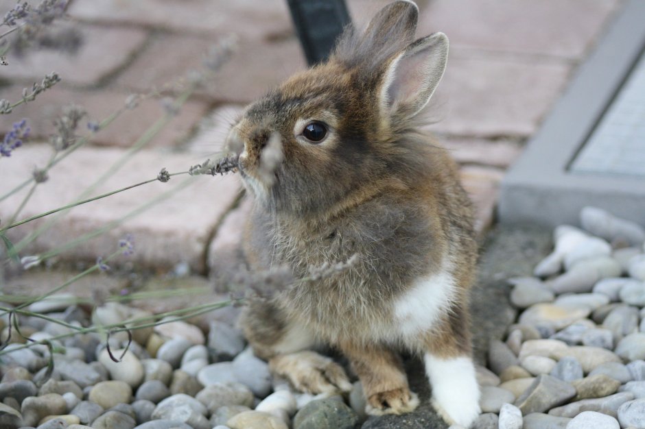 Калифорнийский кролик карликовый