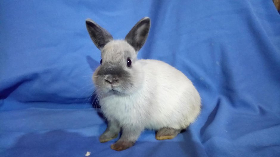 Кролик Мардер голубой