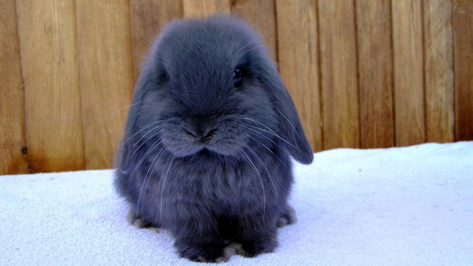 Черный кролик