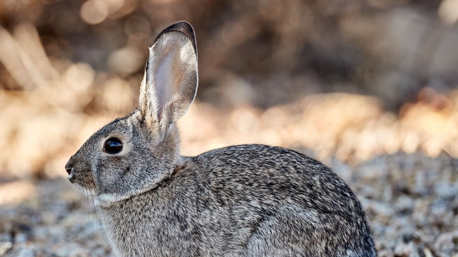 Кролик породы минор