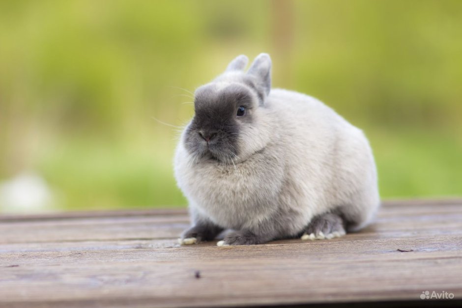 Кролик Мардер голубой