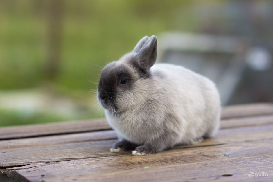 Карликовый кролик минор