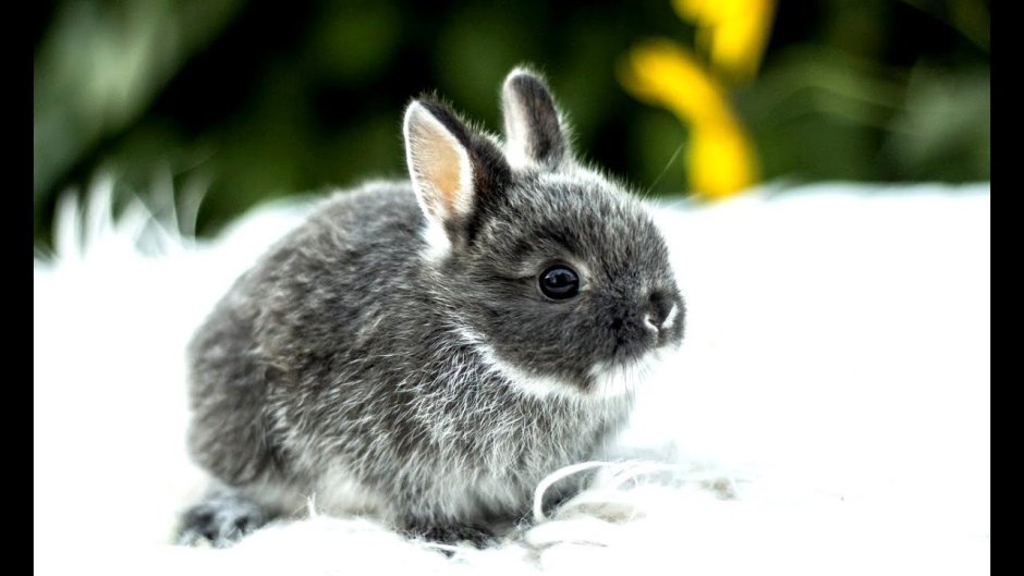 Карликовый вислоухий кролик