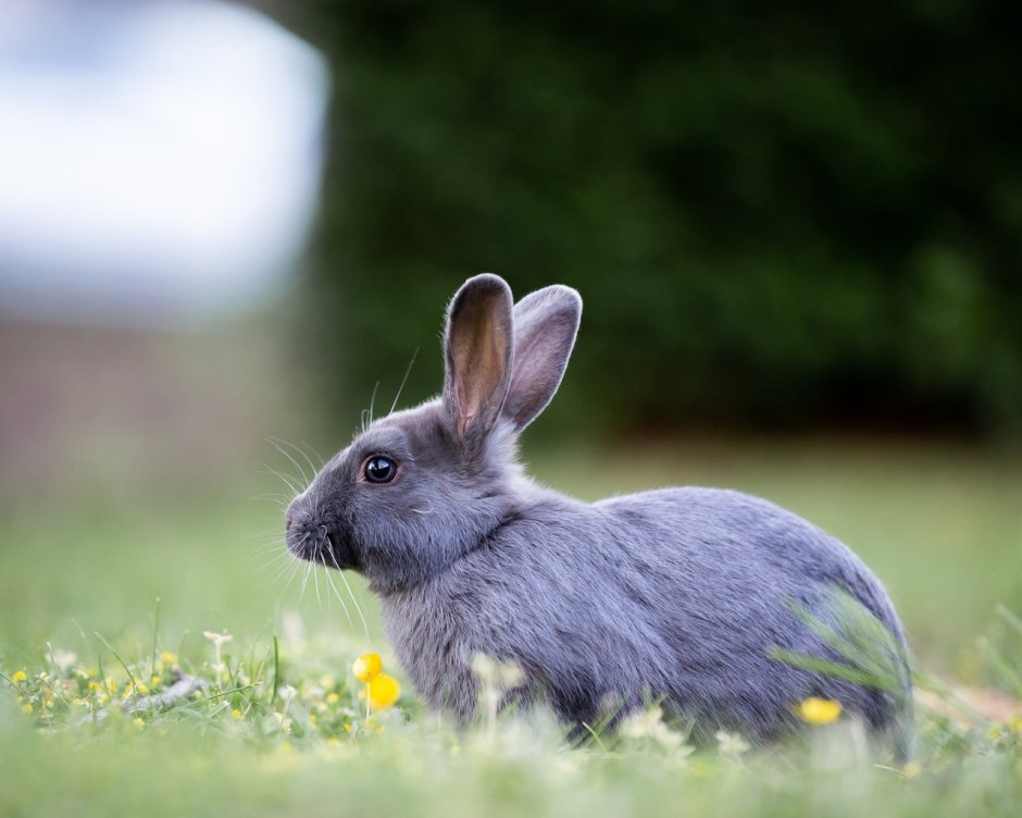 Кролик Минимализм