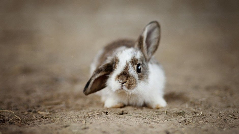 Венская голубая порода кроликов