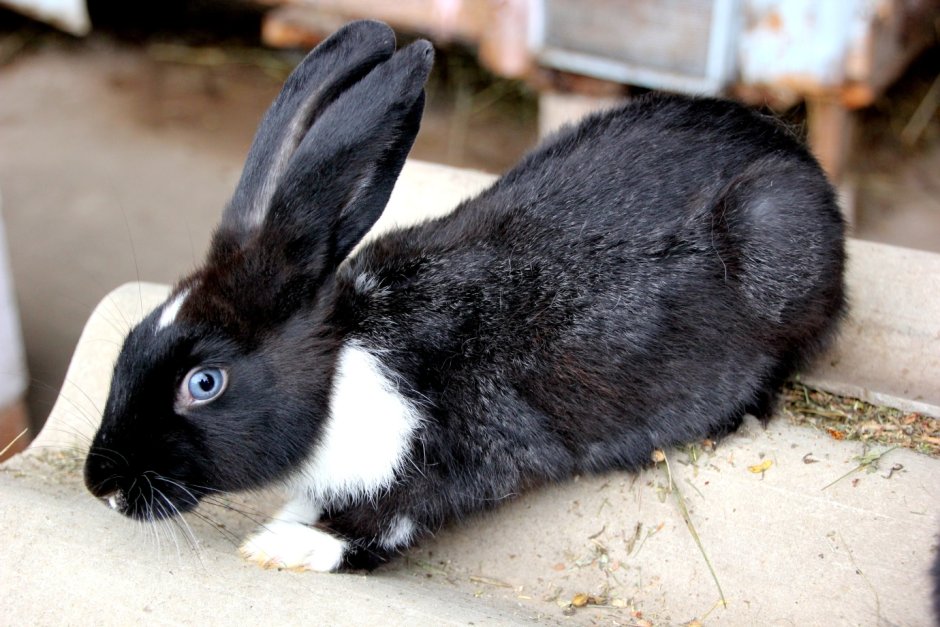 Синий зайчик