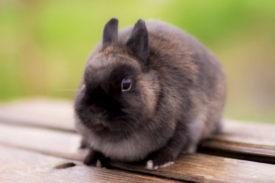 Кролик рекс Мардер голубой