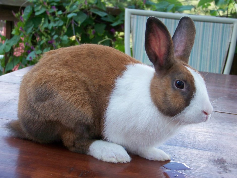 Серебристый великан кролик