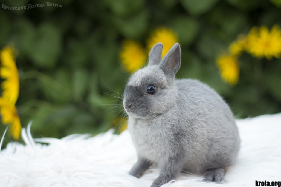 Голубой Мардер кролик карликовый