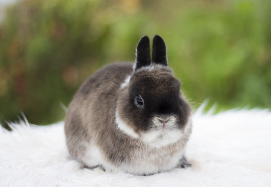 Голландский вислоухий кролик