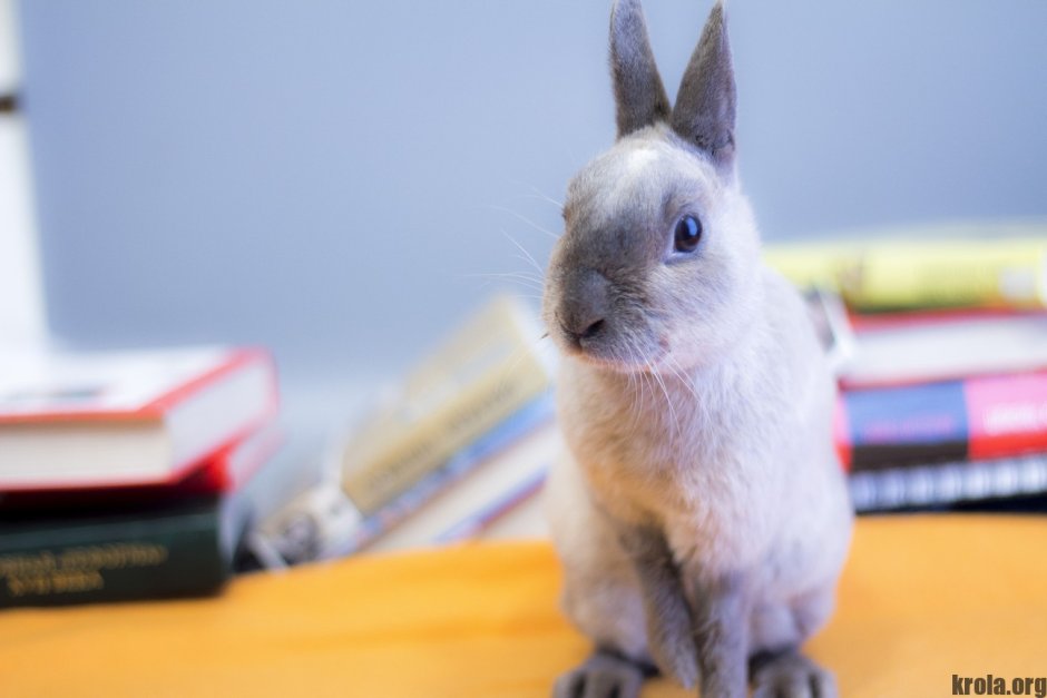 Lapin lämpö фото