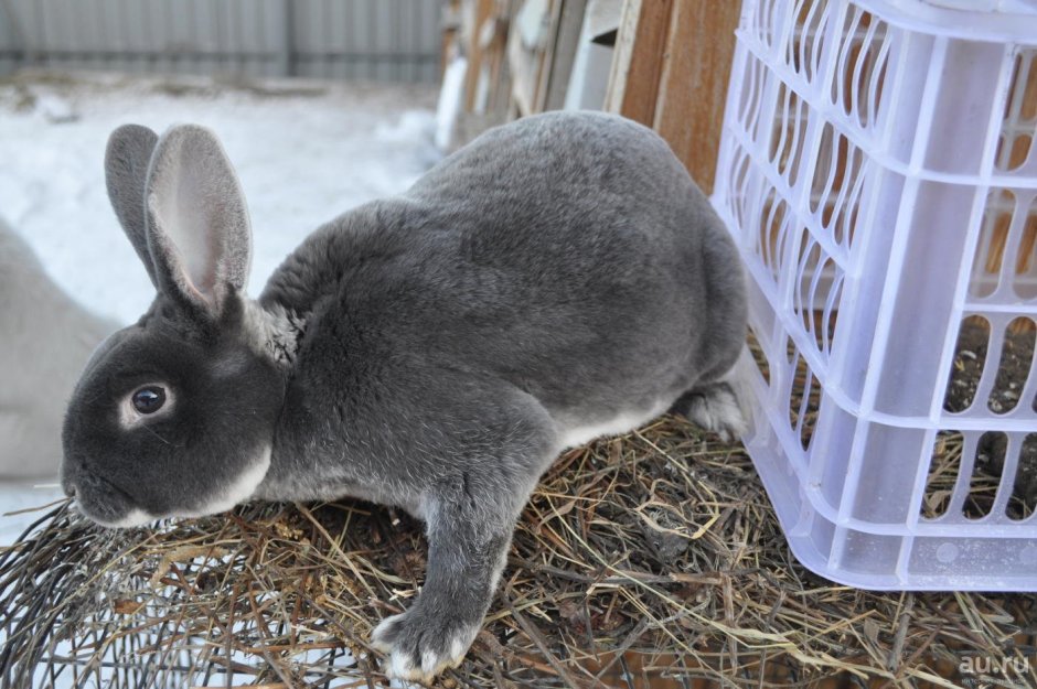 Кролик рекс Мардер