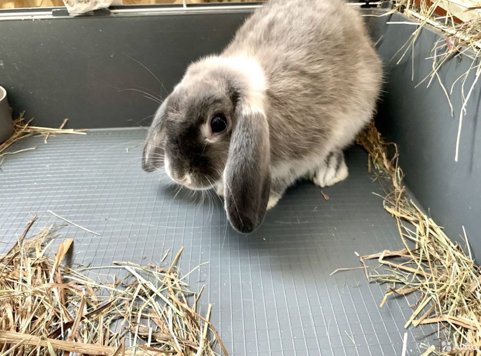 Кролик вислоухий Мардер