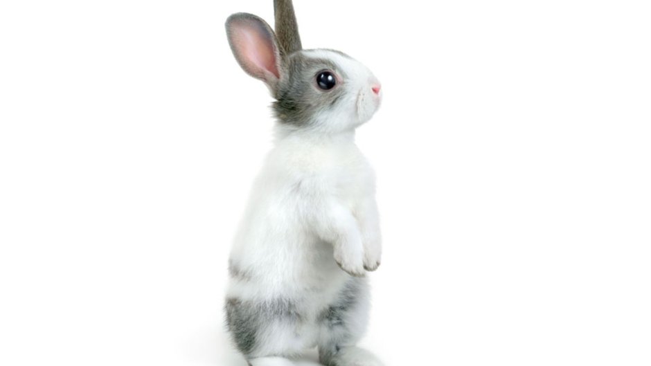 Карликовый кролик Мардер