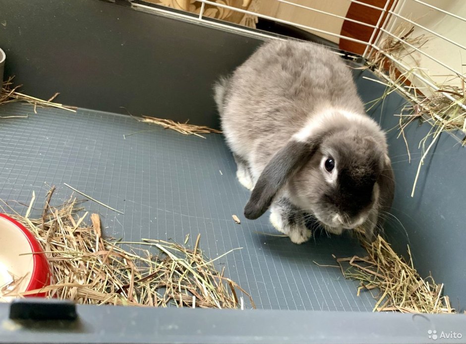 Карликовый кролик Мардер